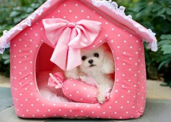 Выбор и покупка идеальных “жилищ” для домашних питомцев