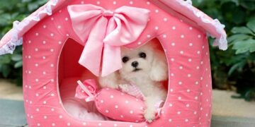 Выбор и покупка идеальных “жилищ” для домашних питомцев