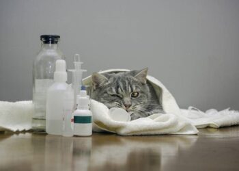 Комплексний підхід до лікування циститу у кішок