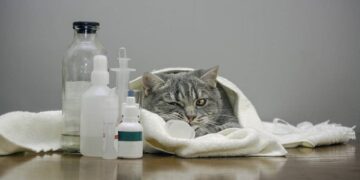 Комплексний підхід до лікування циститу у кішок