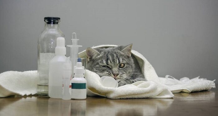 Комплексний підхід до лікування циститу у кішок