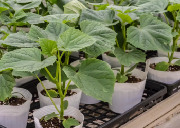 Вирощування під фітострічками розсаду огірків