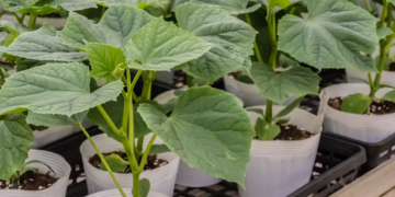 Вирощування під фітострічками розсаду огірків