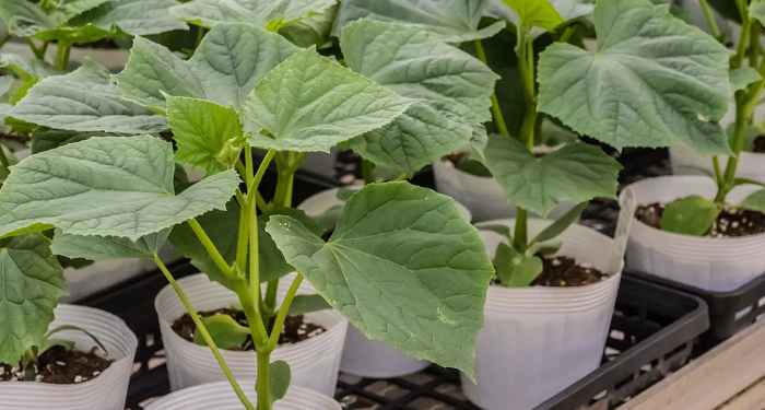 Вирощування під фітострічками розсаду огірків