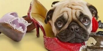 Відучуємо собаку гризти все підряд: поради від професіоналів