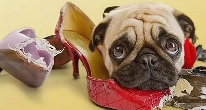 Відучуємо собаку гризти все підряд: поради від професіоналів