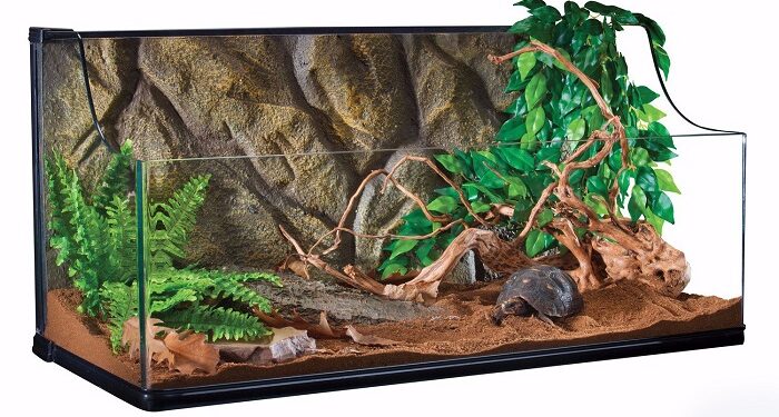 Как правильно ухаживать за террариумом