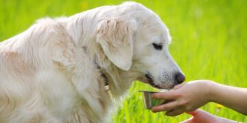 Почему стоит выбрать COSMOPET – забота о питомцах на уровне науки и природы